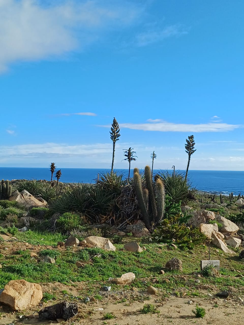 Vive Ovalle - Imagen 5