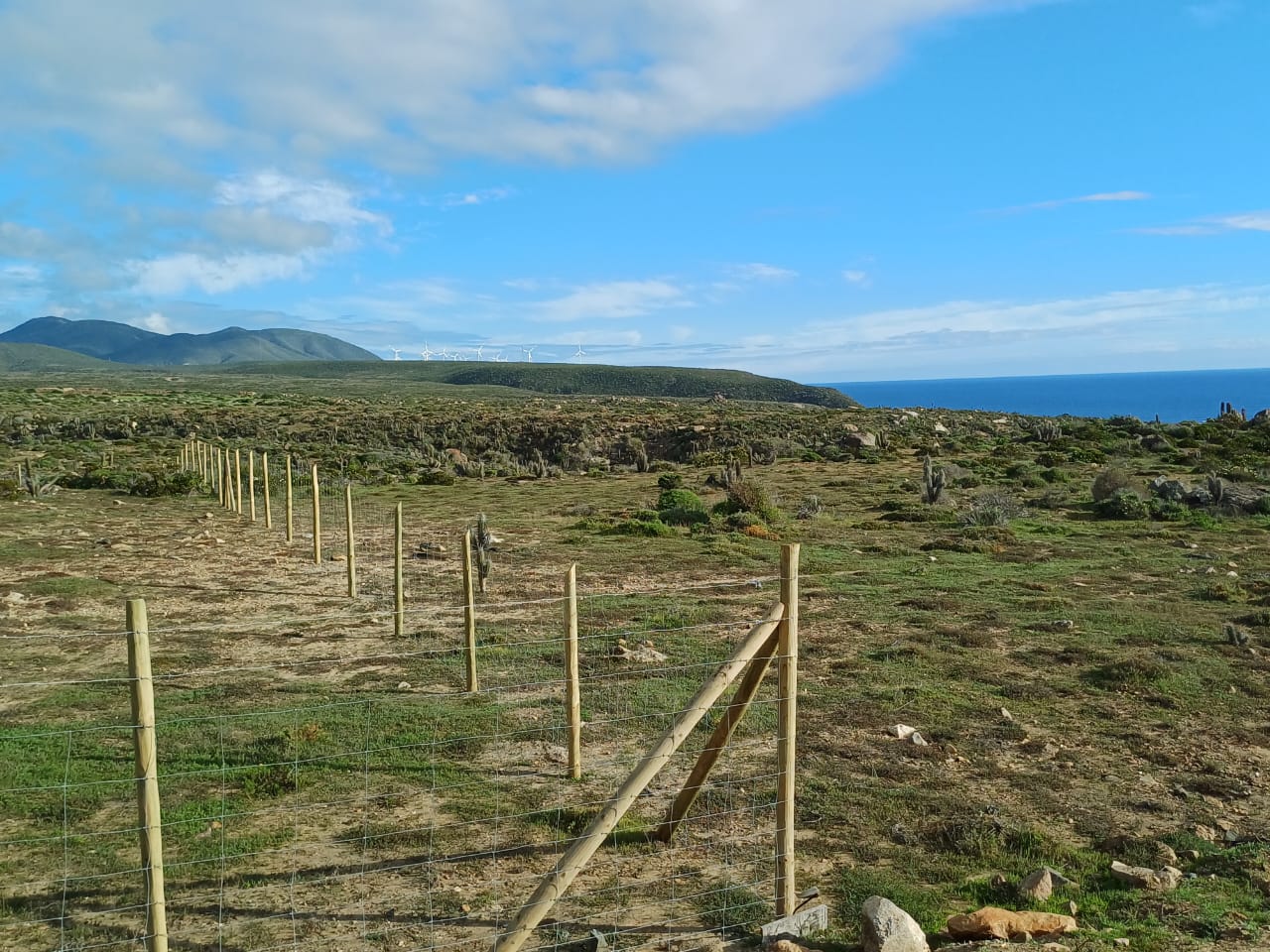 Vive Ovalle - Imagen 3