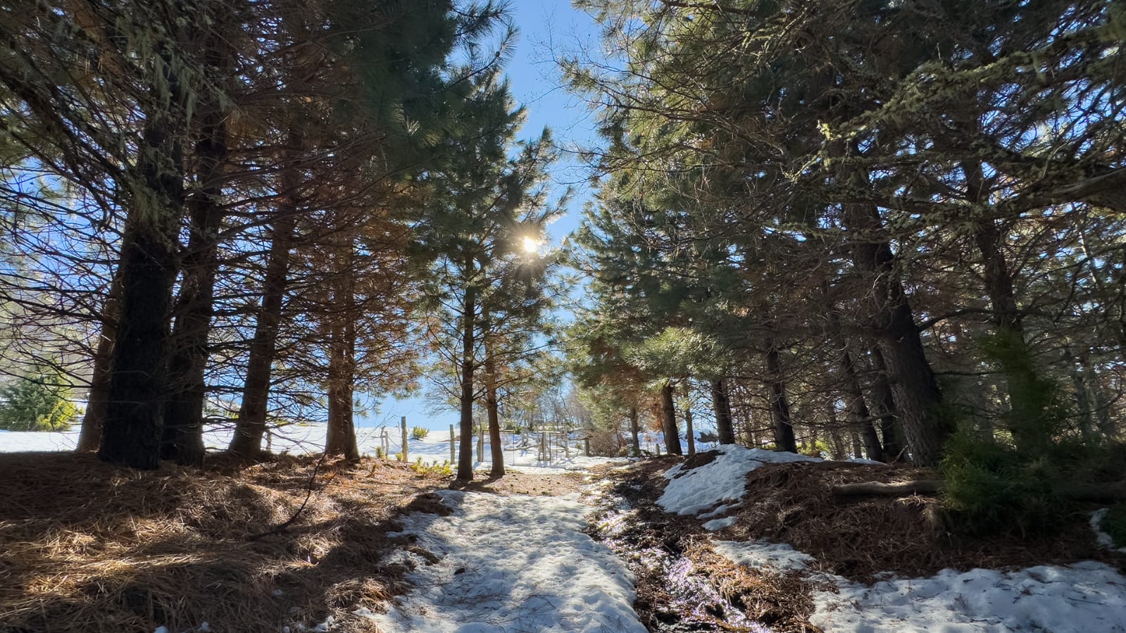 Vive Lonquimay - Imagen 6