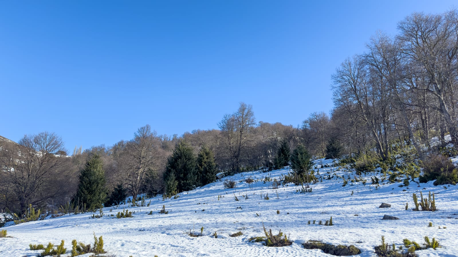 Vive Lonquimay - Imagen 4