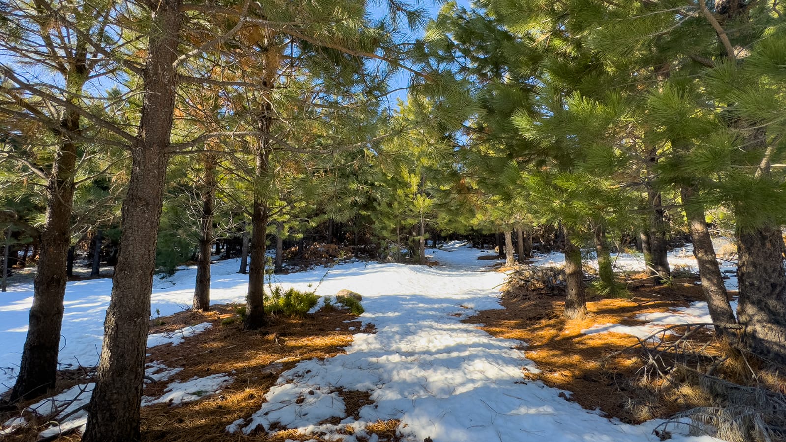 Vive Lonquimay - Imagen 5