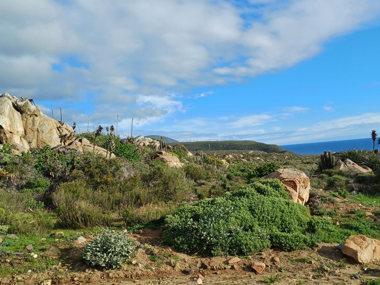 Vive Ovalle - Imagen 4